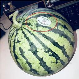 网红吃瓜有什么意思,揭秘网络娱乐背后的狂欢与争议