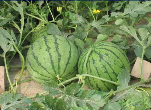 南充网红吃瓜事件,一场网络狂欢背后的真相与反思